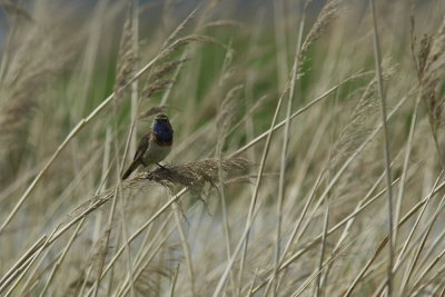 Blauwborst