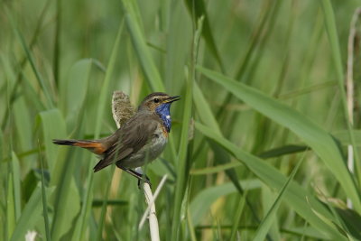 Blauwborst