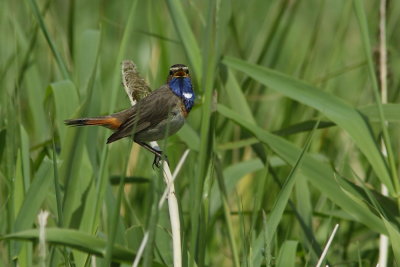 Blauwborst