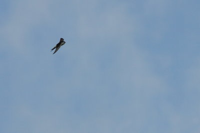 Huiszwaluw - House Martin