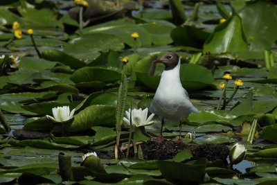 Kokmeeuw - Black-headed Gull