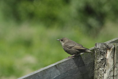 Spreeuw - Starling
