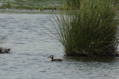 Roodhalsfuut - Red-necked Grebe
