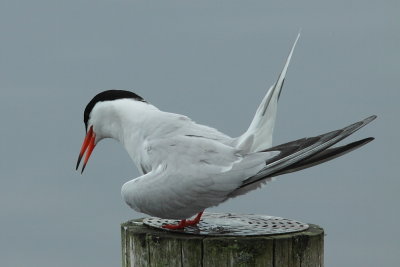 Visdief