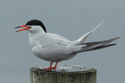 Visdief