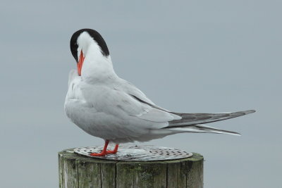 Visdief