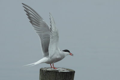 Visdief