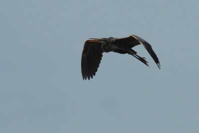Purperreiger