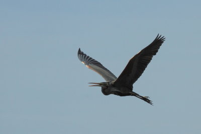 Purperreiger