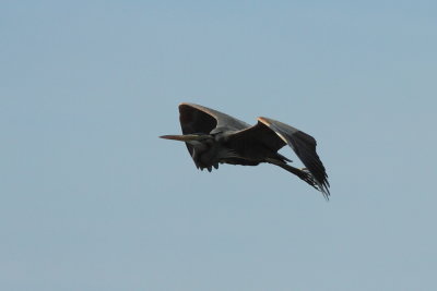 Purperreiger
