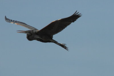 Purperreiger