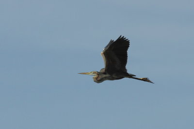 Purperreiger