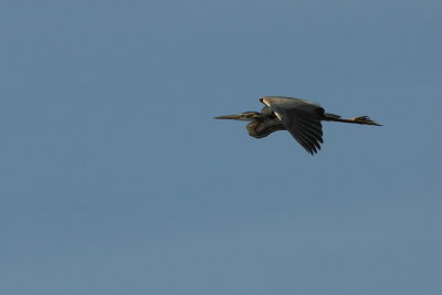 Purperreiger