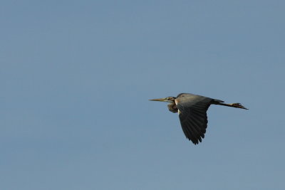 Purperreiger