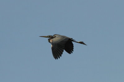 Purperreiger