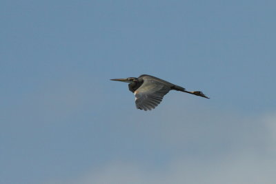 Purperreiger