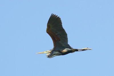 Purperreiger - Purple Heron
