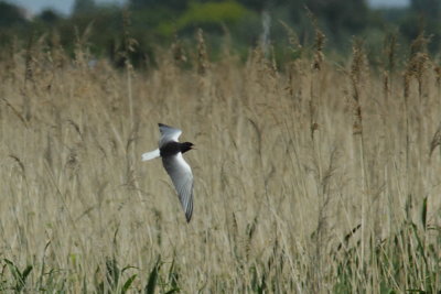 Witvleugelstern - White-winged Tern