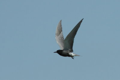 Zwarte Stern - Black Tern