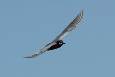 Zwarte Stern - Black Tern