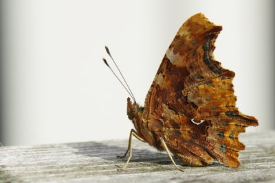Gehakkelde aurelia - Comma