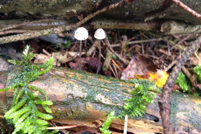 fungus 001.JPG