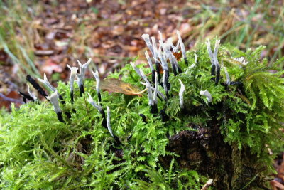 fungus 003.JPG