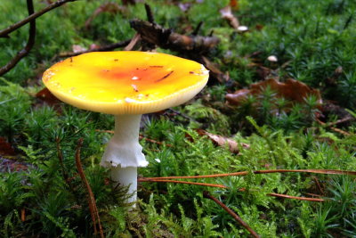 fungus 004.JPG