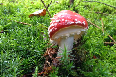 fungus 005.JPG