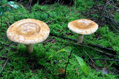 fungus 006.JPG