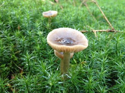 fungus 007.JPG