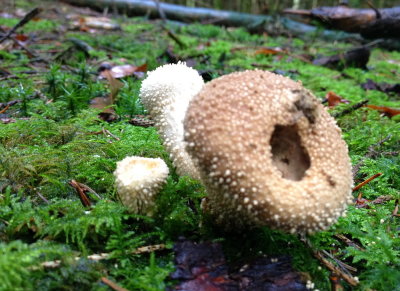 fungus 008.JPG