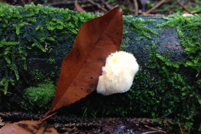 fungus 009.JPG