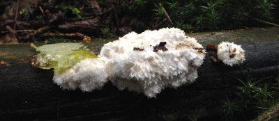 fungus 010.JPG