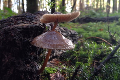 fungus 012.JPG
