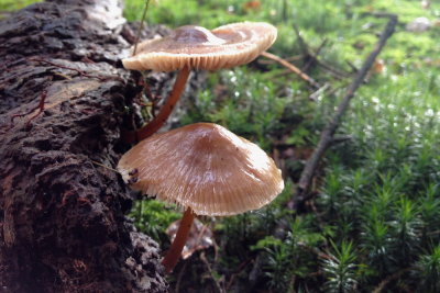 fungus 013.JPG