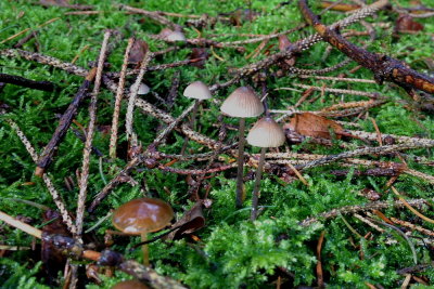 fungus 014.JPG