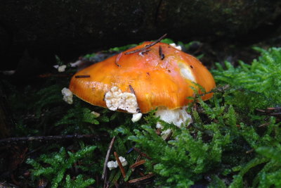 fungus 016.JPG