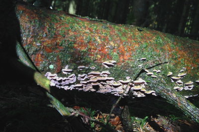 fungus 017.JPG