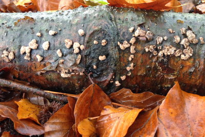 fungus 018.JPG