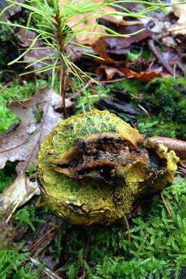fungus 019.JPG