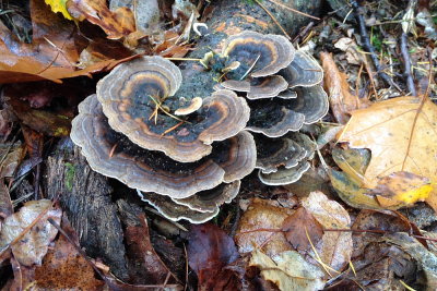 fungus 020.JPG