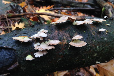 fungus 021.JPG