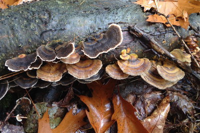 fungus 023.JPG