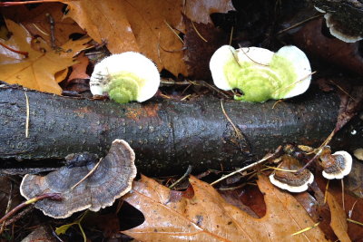 fungus 024.JPG