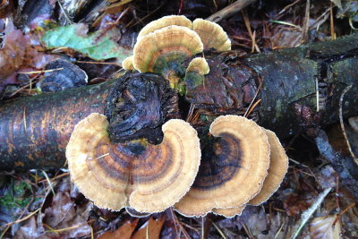 fungus 025.JPG