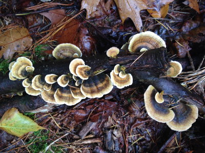 fungus 026.JPG