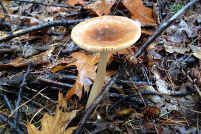 fungus 027.JPG