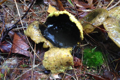 fungus 028.JPG