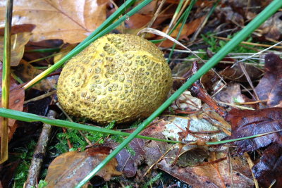 fungus 029.JPG